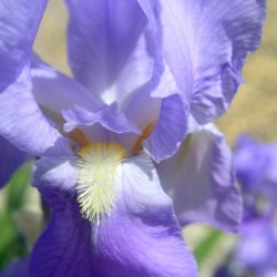 Light Purple Bearded Iris